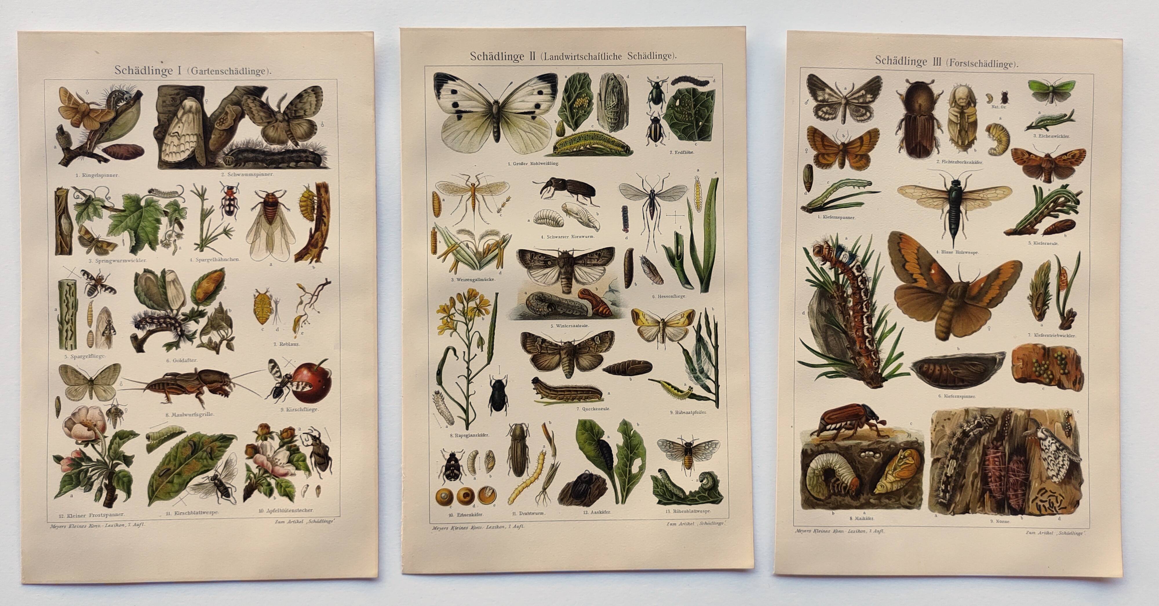 3 Engravings from 1909 - So-called "harmful" insects - Old entomological plates