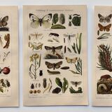 3 Engravings from 1909 - So-called "harmful" insects - Old entomological plates