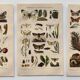 3 Engravings from 1909 - So-called "harmful" insects - Old entomological plates