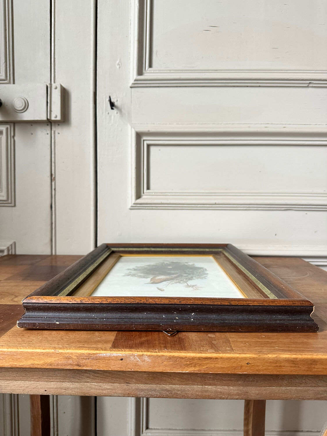 Antique illustration of a bird. Antique framed illustration of a bird.