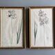 Set of 2 antique botanical drawings, prints, 1st half 20th century