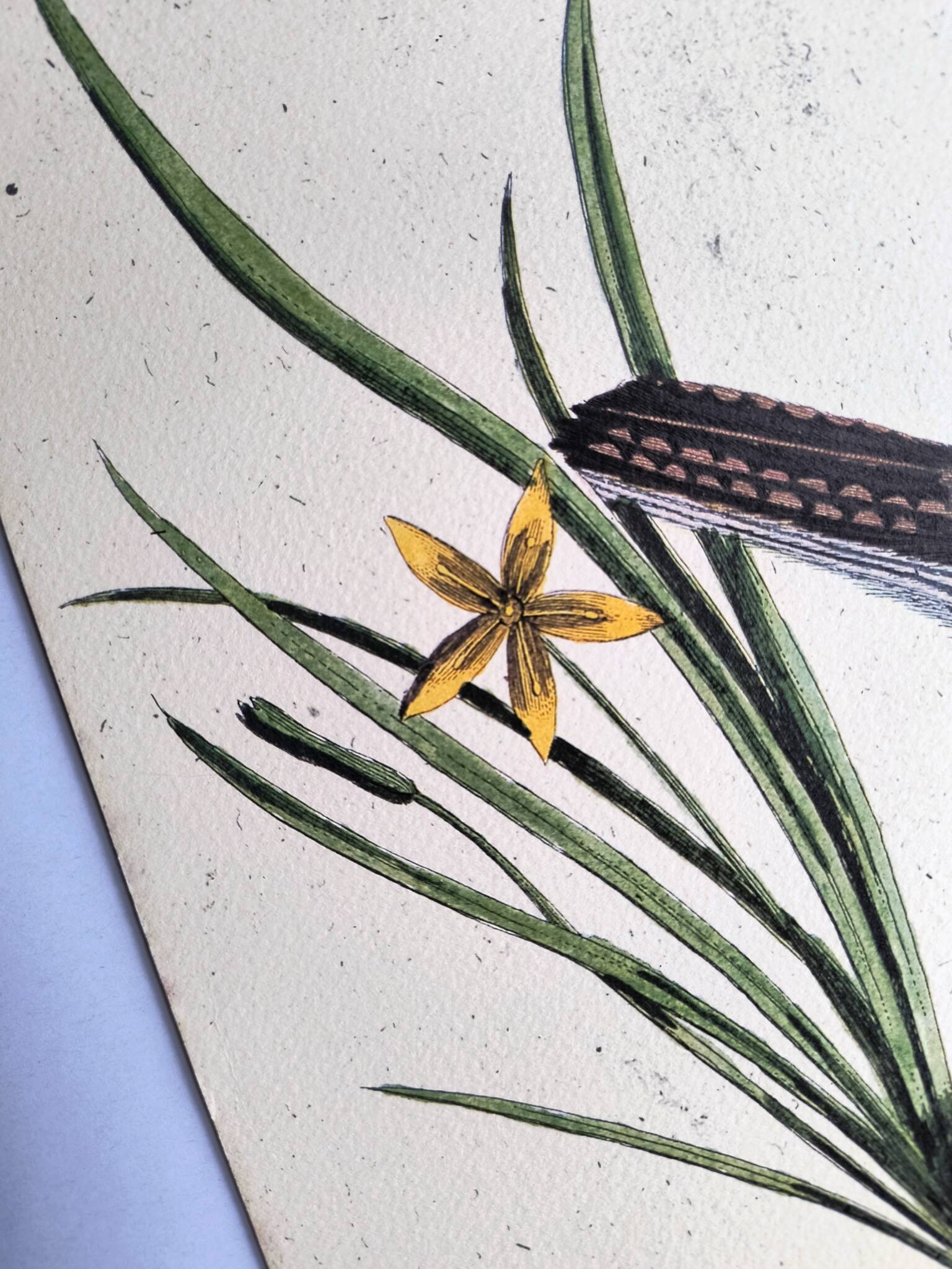 Old bird engraving - Great Lark - Zoological plate by Seligmann