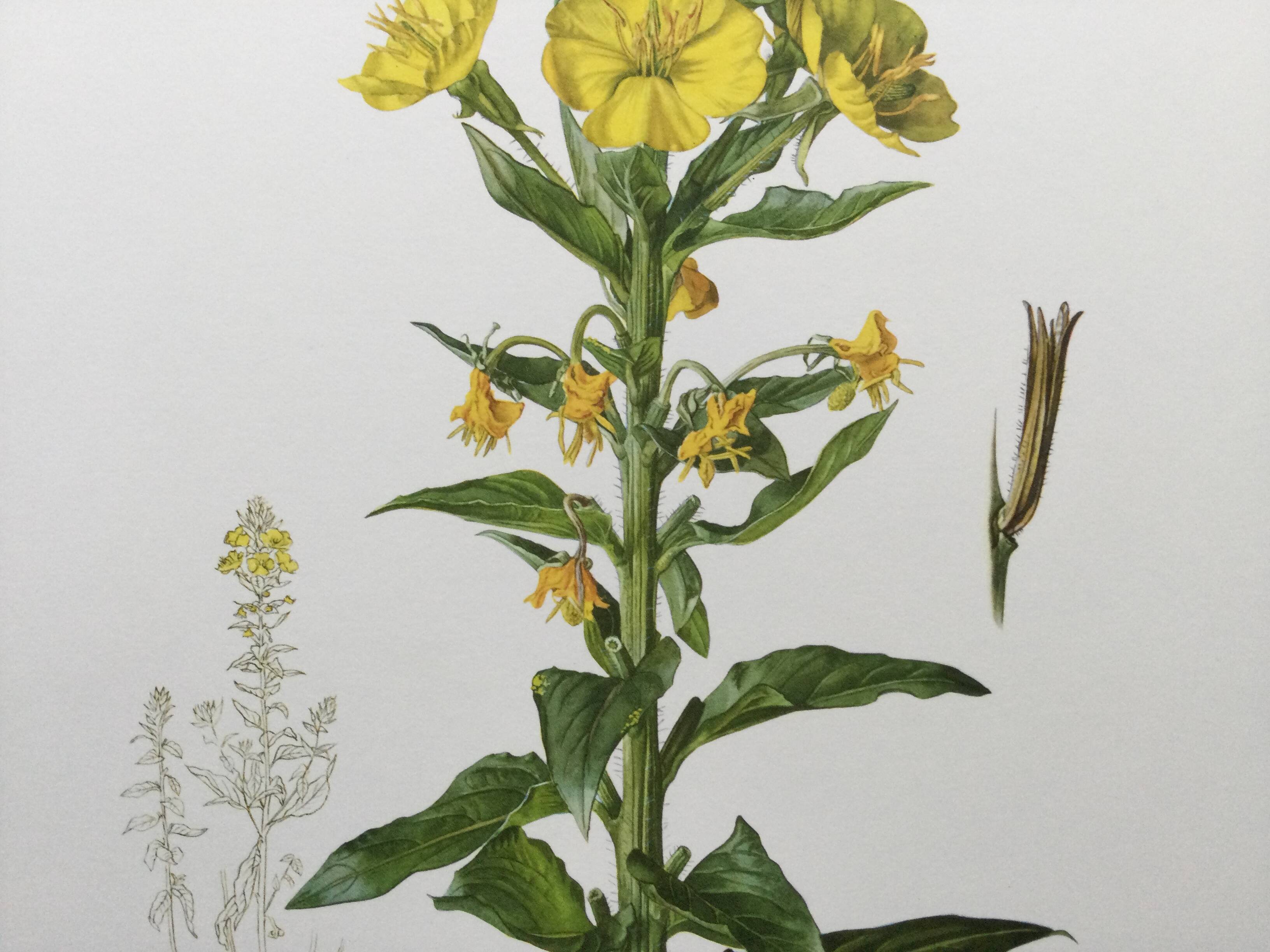 Botanical Illustration Flower Evening Primrose Vintage Print 60s