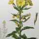 Botanical Illustration Flower Evening Primrose Vintage Print 60s