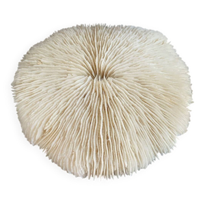 Grand corail blanc plat