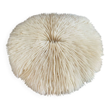 Large flat white coral