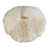 Large flat white coral