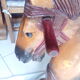 Cheval bascule enfants  bois et  fer