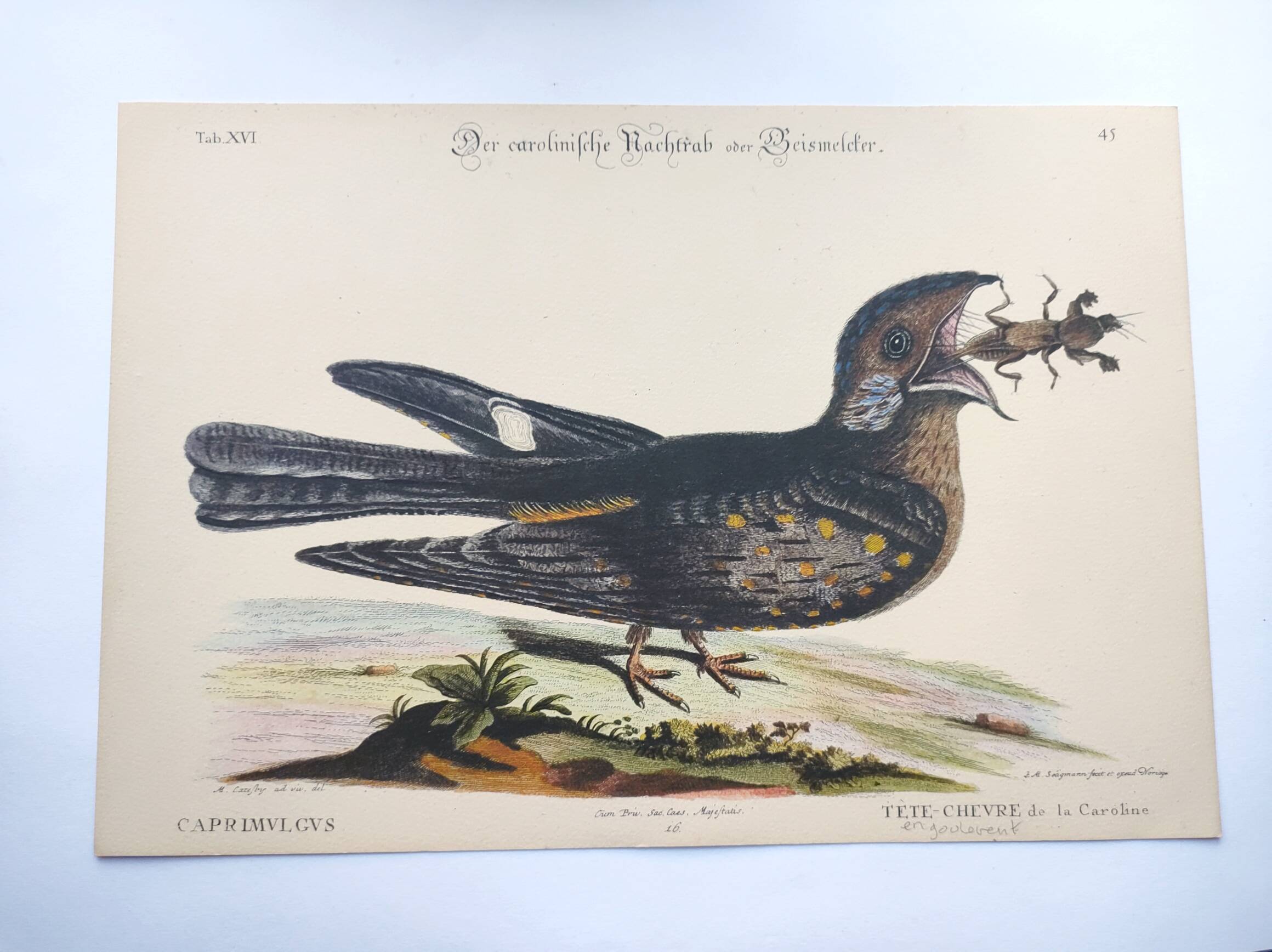 Antique bird engraving - Goat's head - Zoological plate by Seligmann & Catesby