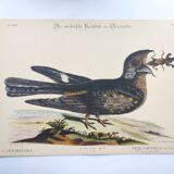 Antique bird engraving - Goat's head - Zoological plate by Seligmann & Catesby