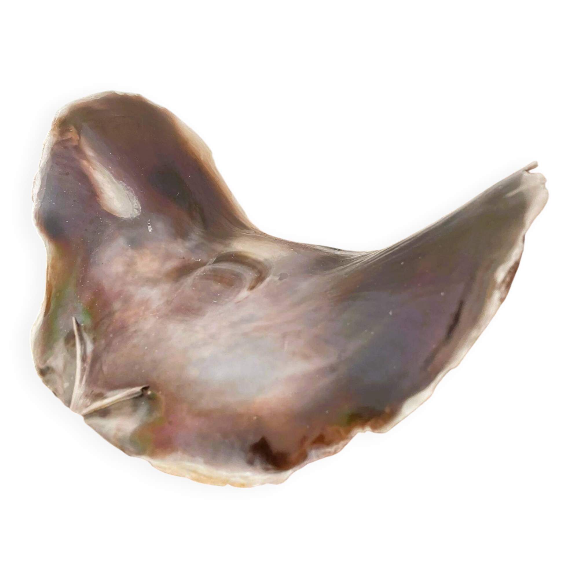 Large seashell: Placuna