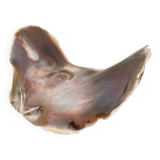 Large seashell: Placuna