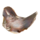 Large seashell: Placuna