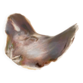 Large seashell: Placuna