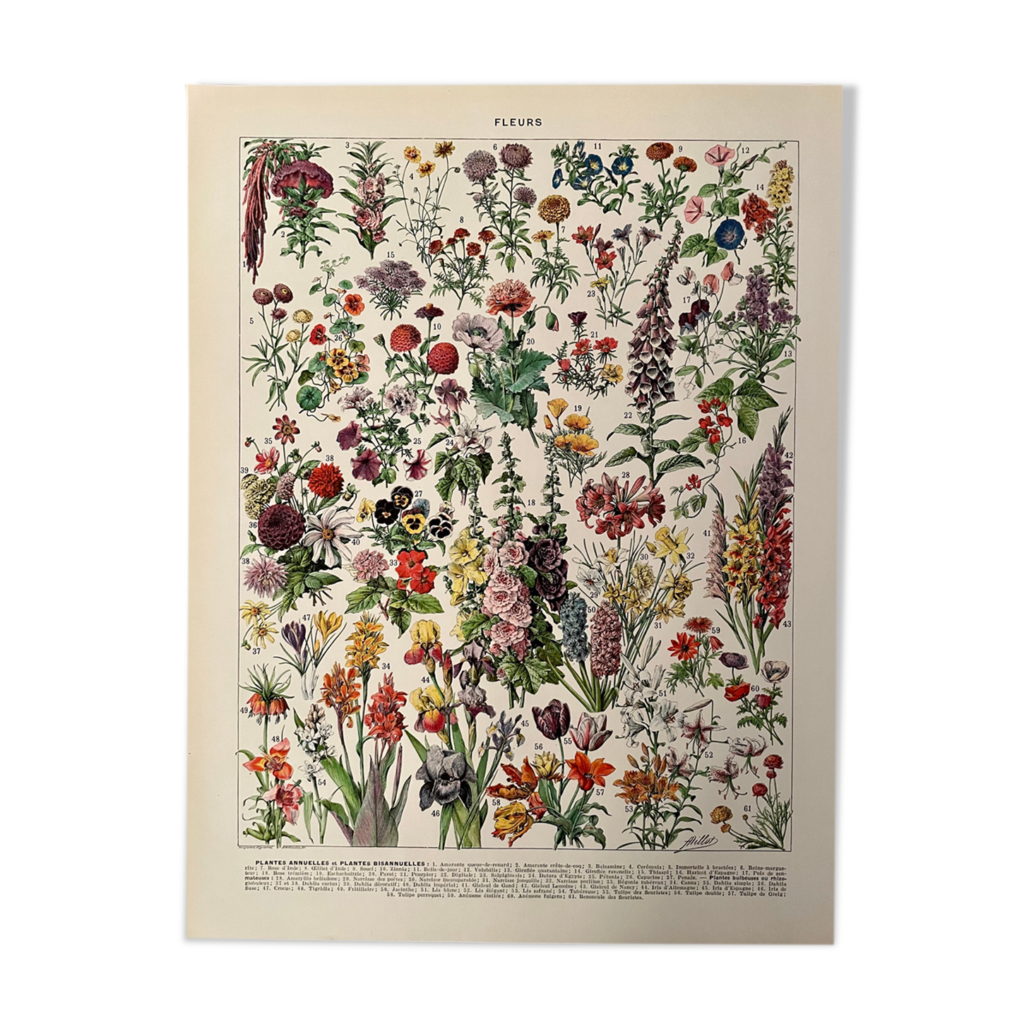 Lithograph on flowers from 1928, annuals and biennials plants