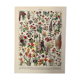 Lithograph on flowers from 1928, annuals and biennials plants