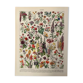 Lithograph on flowers from 1928, annuals and biennials plants