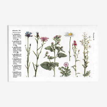 Small botanical plate n°30