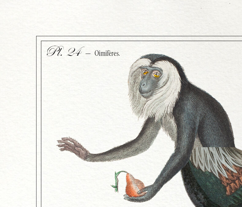 Chimera lithograph animal engraving - the coquandérou