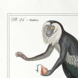 Chimera lithograph animal engraving - the coquandérou