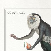 Chimera lithograph animal engraving - the coquandérou