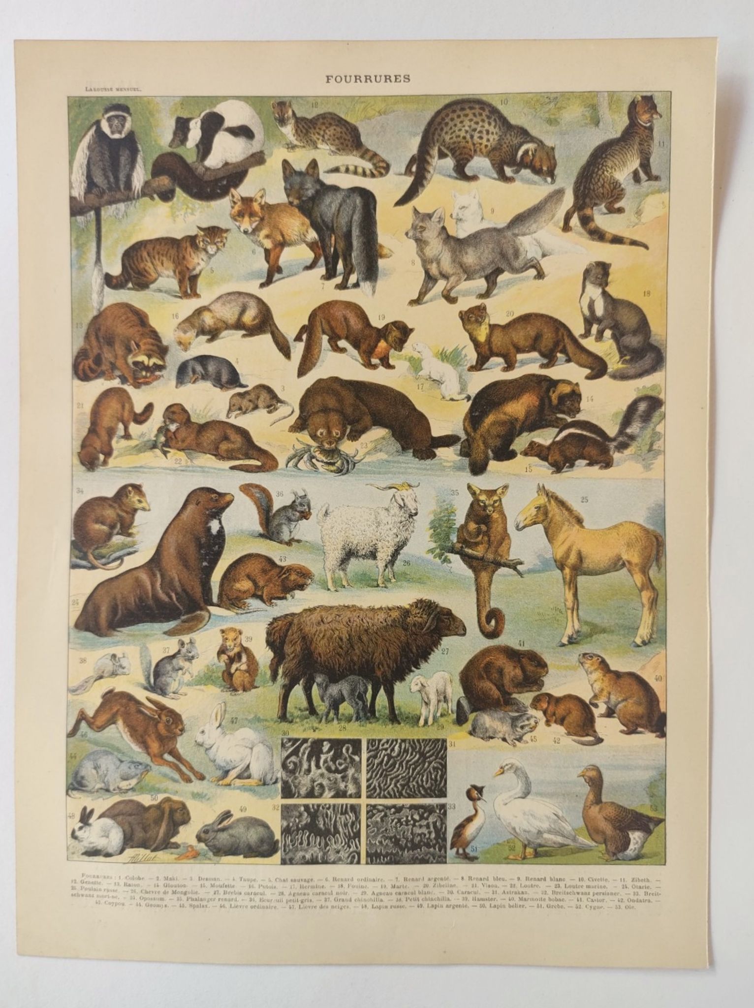 Antique print • Furbearing animals (1) • Original vintage poster from 1909