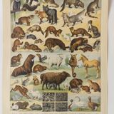 Antique print • Furbearing animals (1) • Original vintage poster from 1909