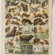 Antique print • Furbearing animals (1) • Original vintage poster from 1909