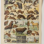 Antique print • Furbearing animals (1) • Original vintage poster from 1909