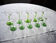 10 ancient white wine glasses from alsace