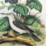 Old engraving from 1838 -Todier bird- Zoological and ornithological hand-colored board