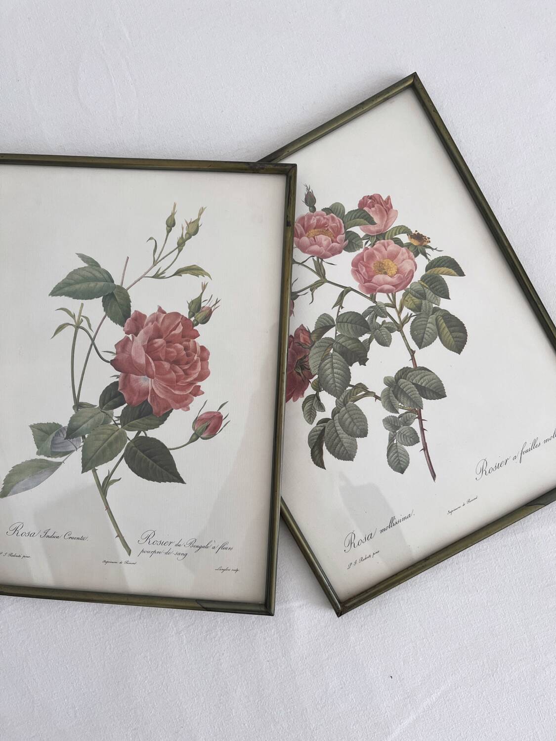 Rose Lithographs by Pierre Joseph Redouté vintage botanical posters
