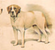 Poster "Breed of dogs" 1952