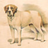 Affiche "Race de chiens" 1952