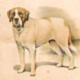 Affiche "Race de chiens" 1952