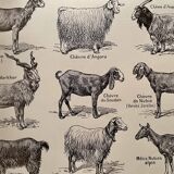 Lithographie sur les chèvres de 1921