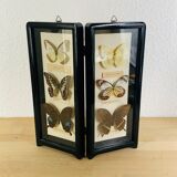 Vintage naturalized butterfly frame