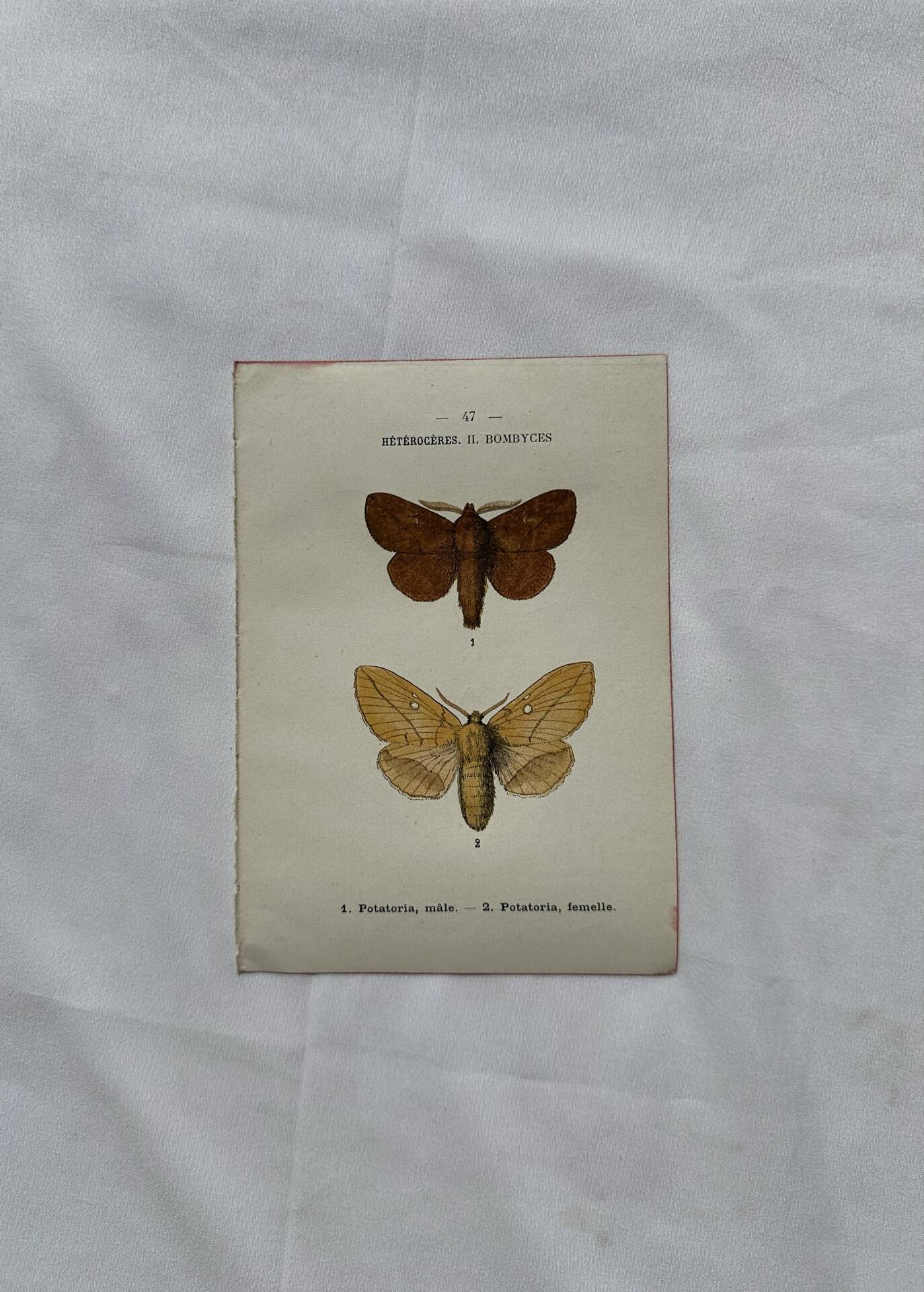 Naturalist engraving Butterfly 19th-century original botanical poster 1800