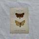 Naturalist engraving Butterfly 19th-century original botanical poster 1800