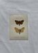 Naturalist engraving Butterfly 19th-century original botanical poster 1800