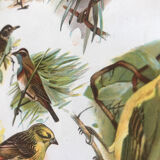 Planche originale oiseaux chanteurs