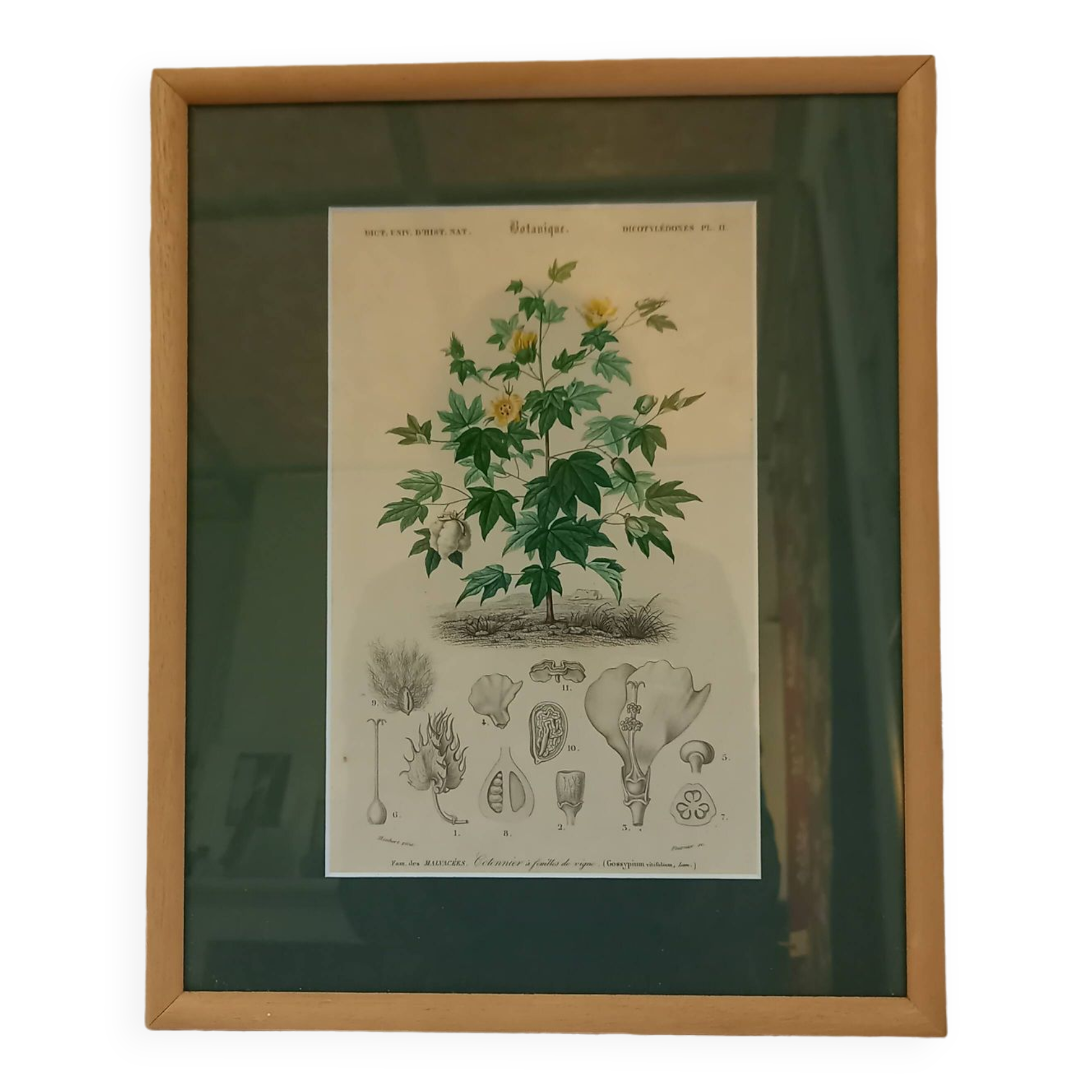 Old botanical plate, framed, representing a cotton plant with vine flowers.