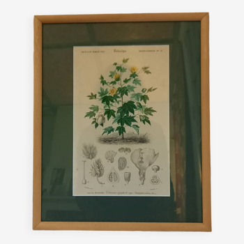 Old botanical plate, framed, representing a cotton plant with vine flowers.