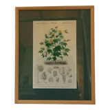 Old botanical plate, framed, representing a cotton plant with vine flowers.
