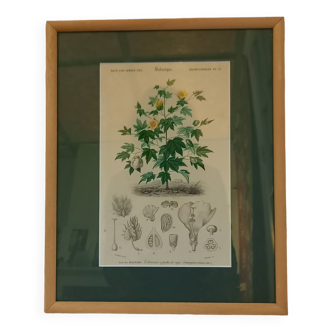 Old botanical plate, framed, representing a cotton plant with vine flowers.