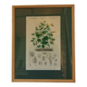 Planche botanique ancienne, encadrée, représentant un cotonnier à fleurs de vigne.