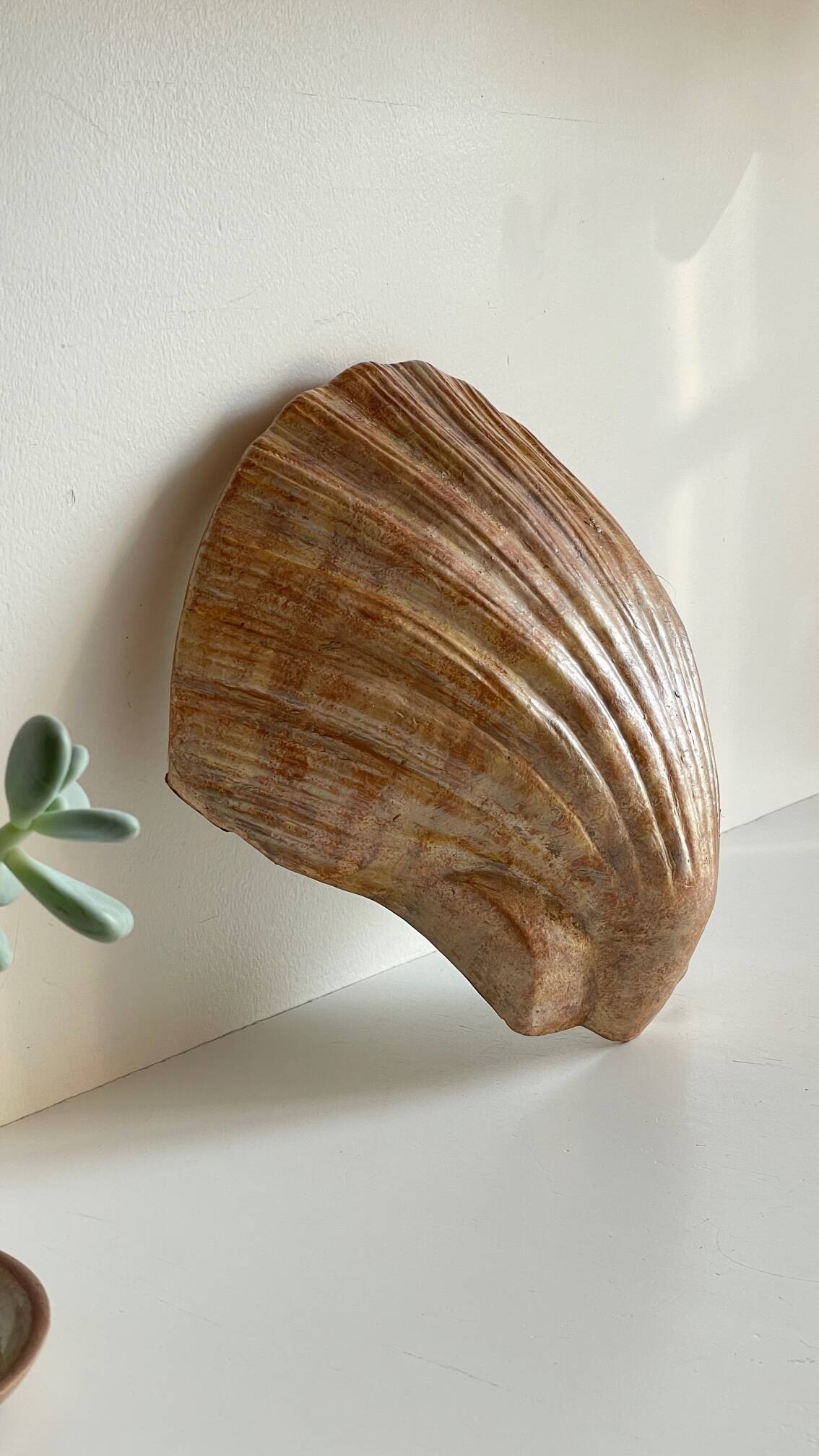 Shell wall enameled by aljezur