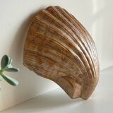 Shell wall enameled by aljezur