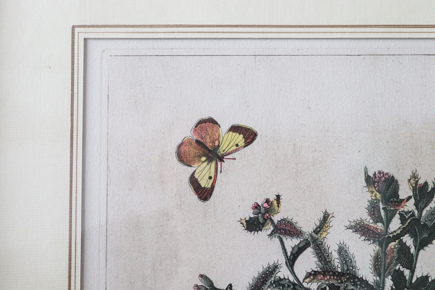 Framed botanical print of butterflies – Buglossum Creticum