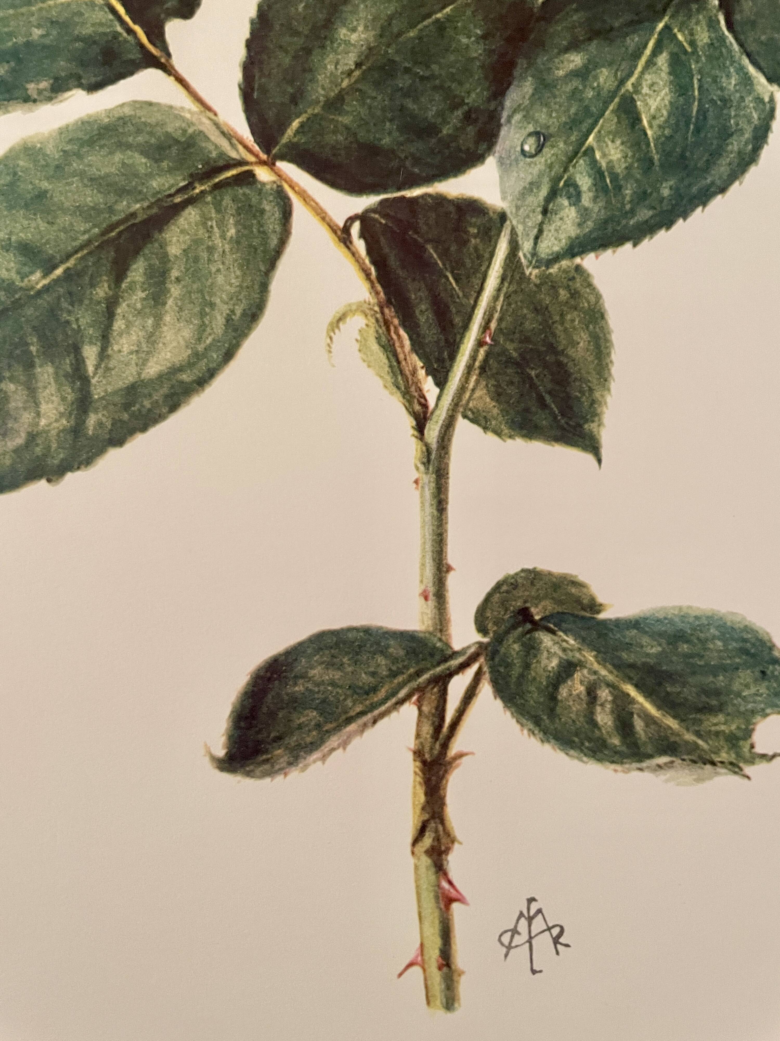 Watercolor on the rose - 1960